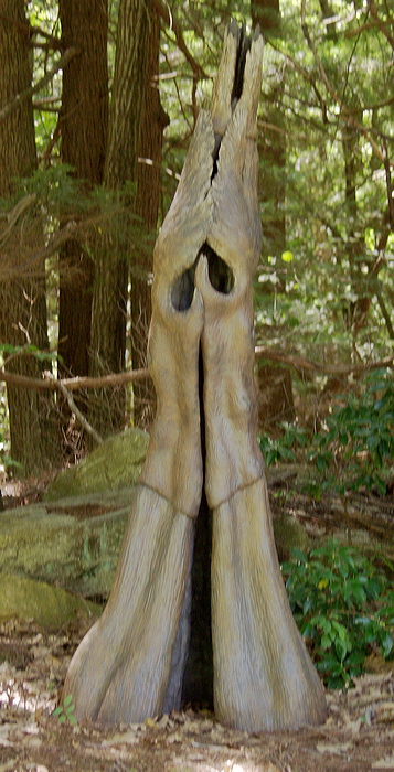 06_08_11_shelterwood_9101.jpg